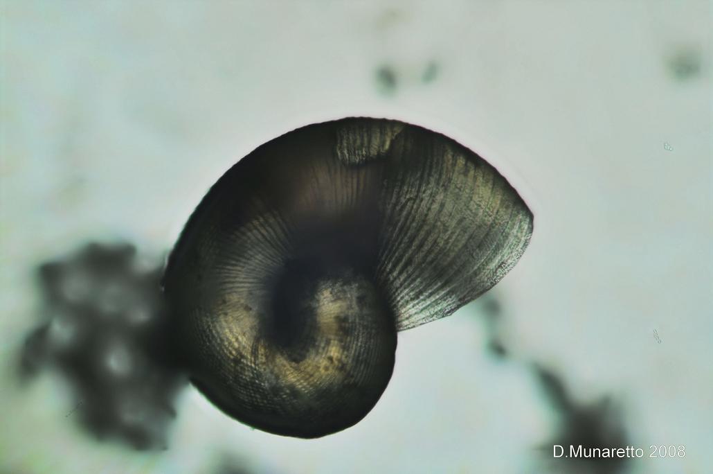 Piccola Lumaca