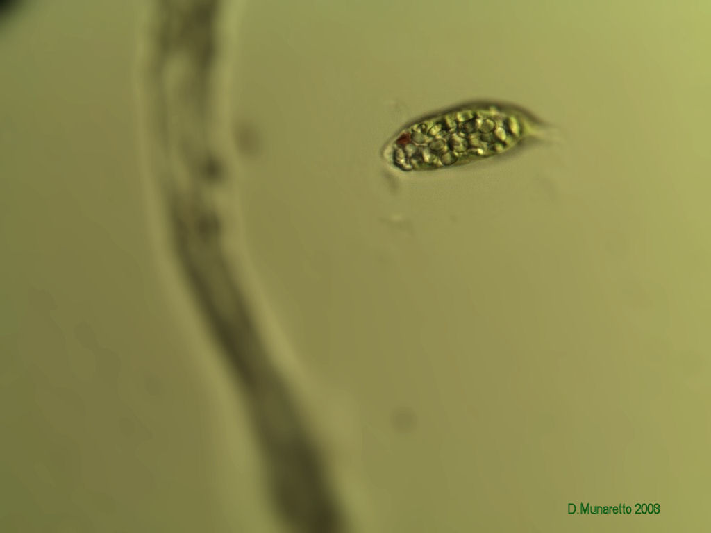 Euglena 2