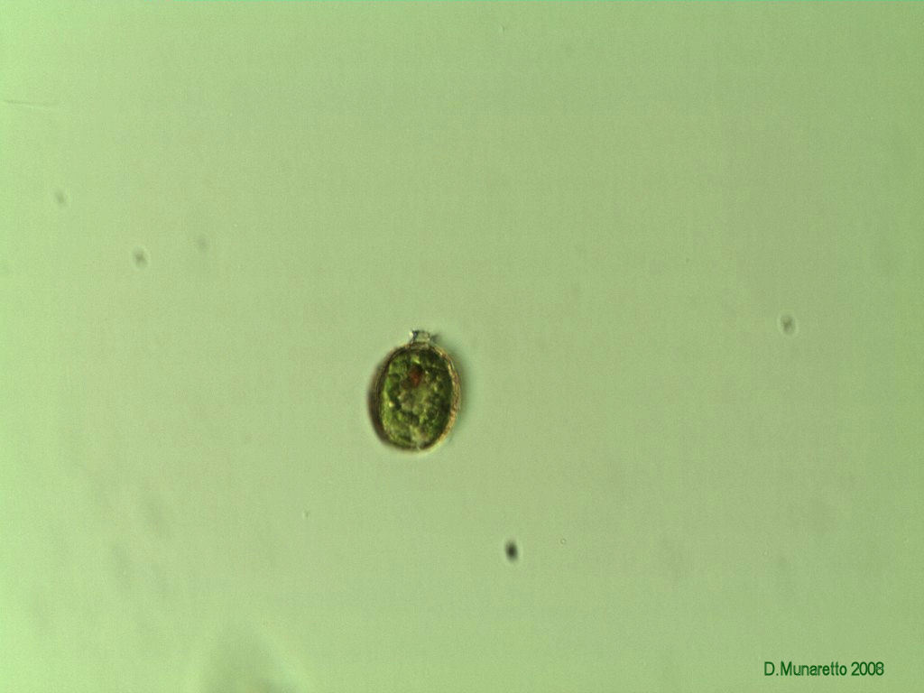 Trachelomonas sp.