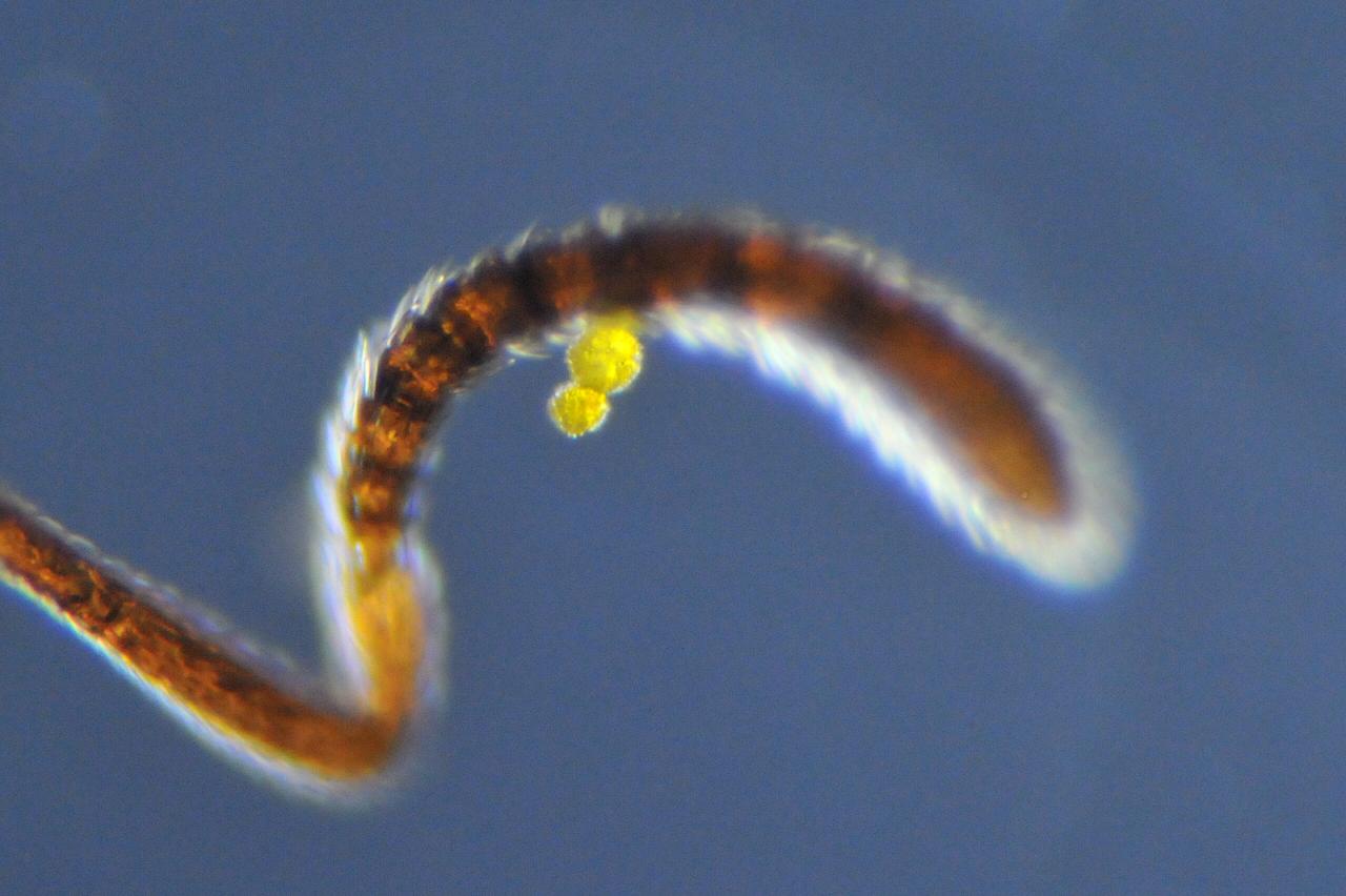 La farfalla dagli occhi grigi e la formica impollinatrice