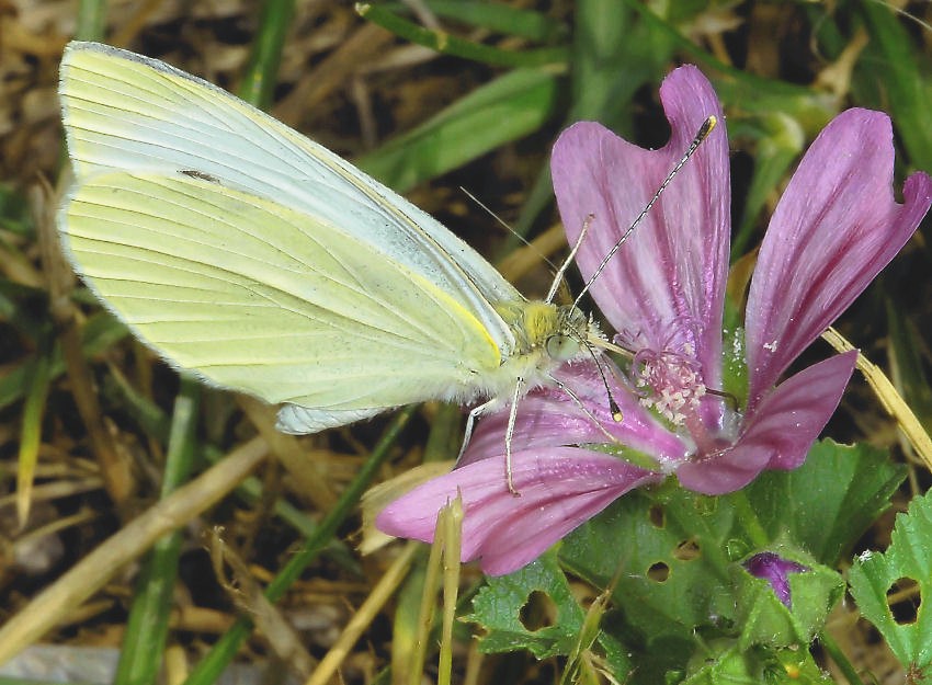 Farfalla su malva