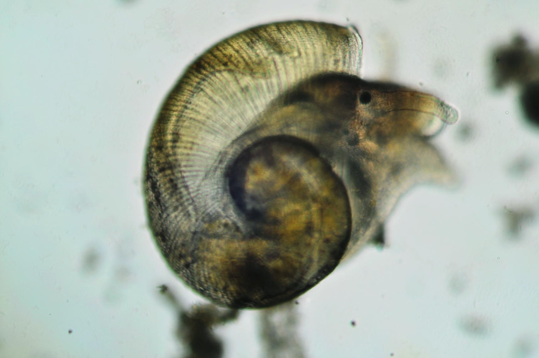 Piccola Lumaca