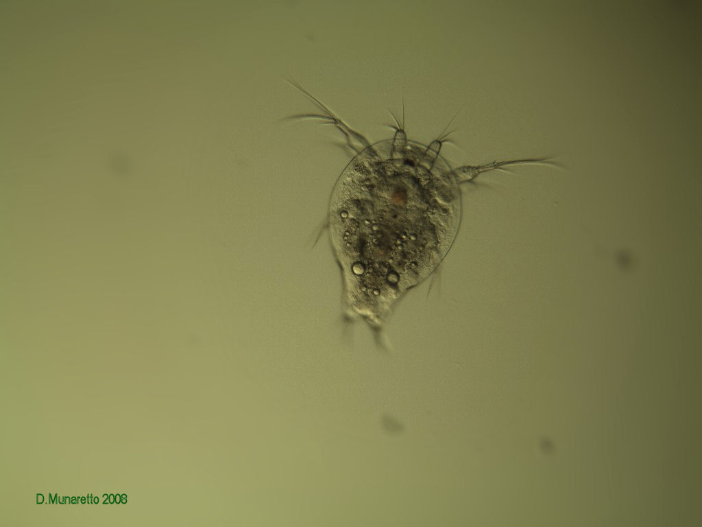 Ancora Nauplio di Copepode