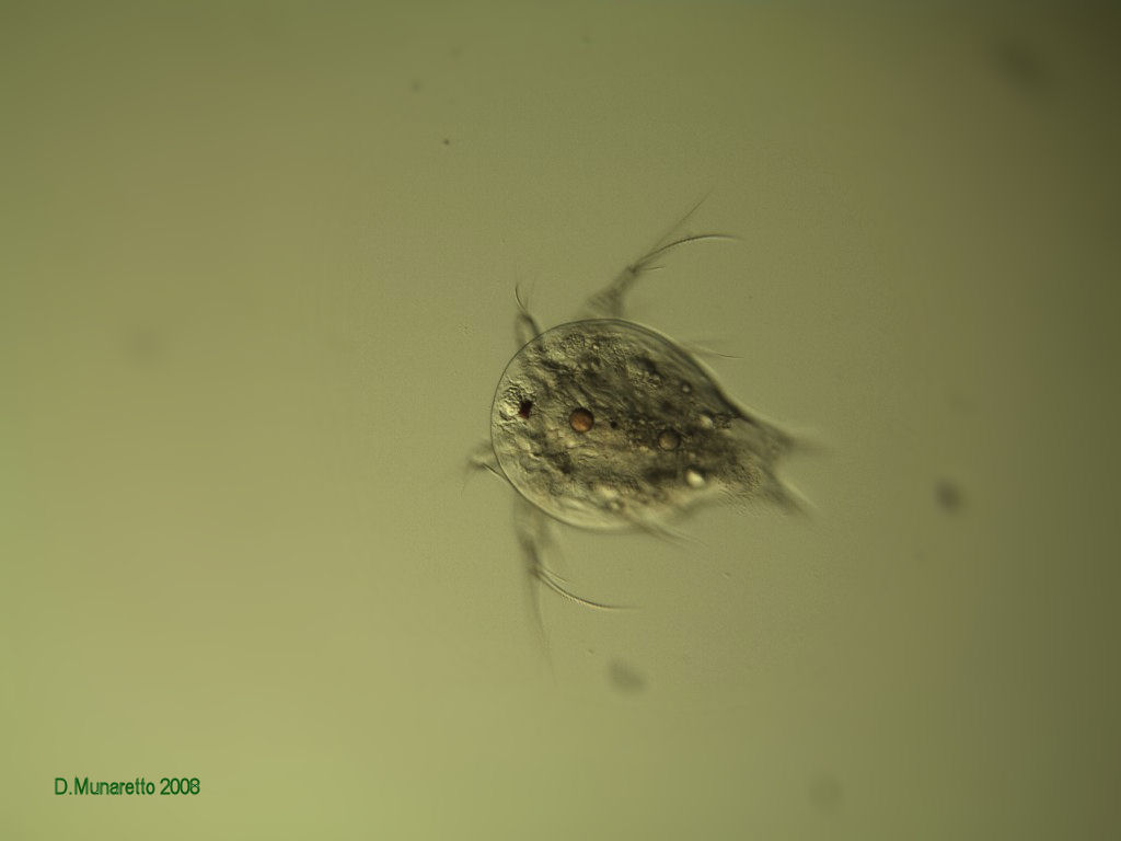 Ancora Nauplio di Copepode