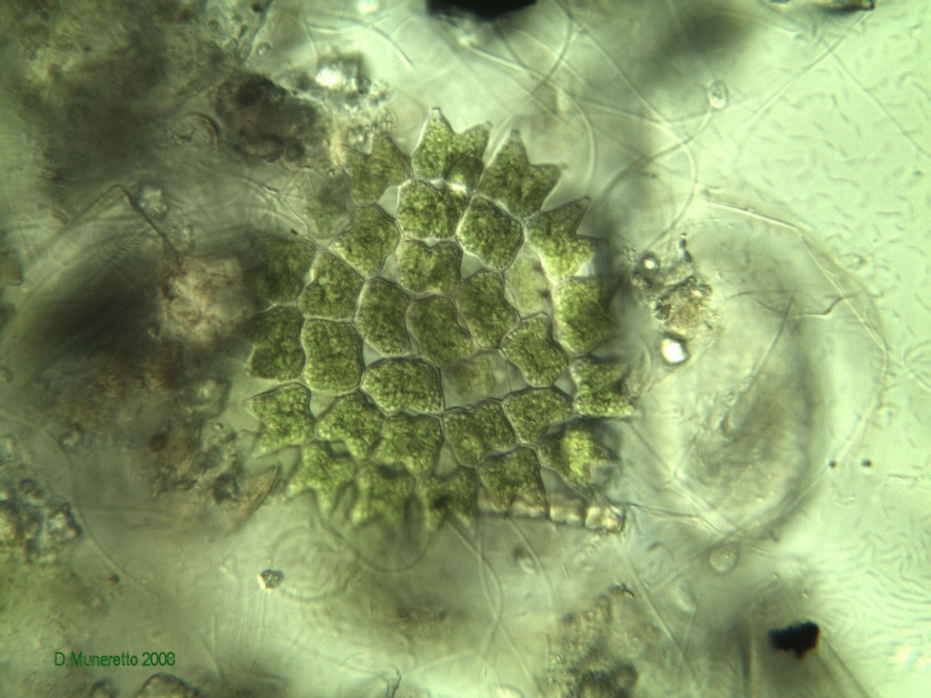 Pediastrum...mistico!