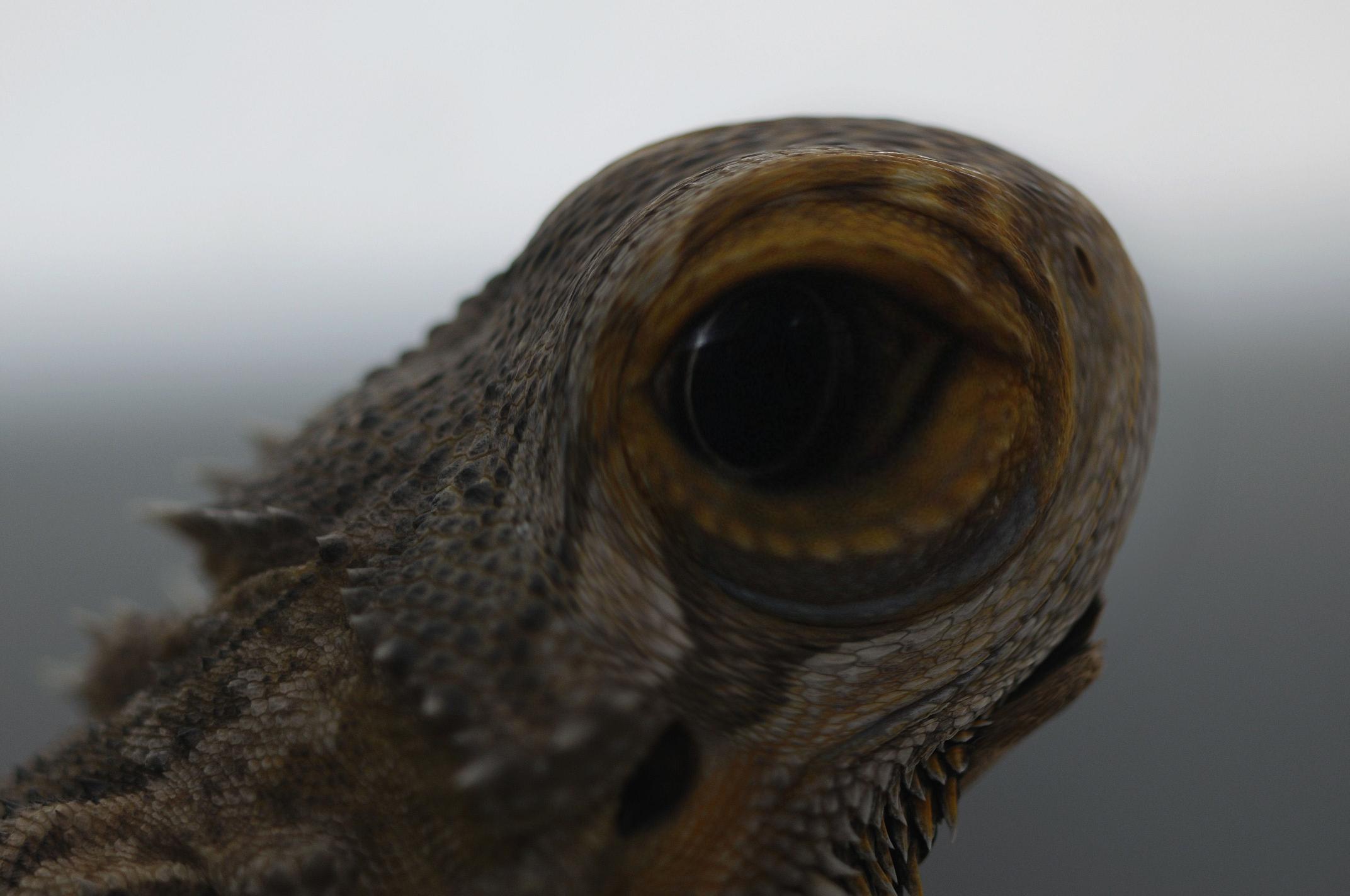 Pogona macrocularius
