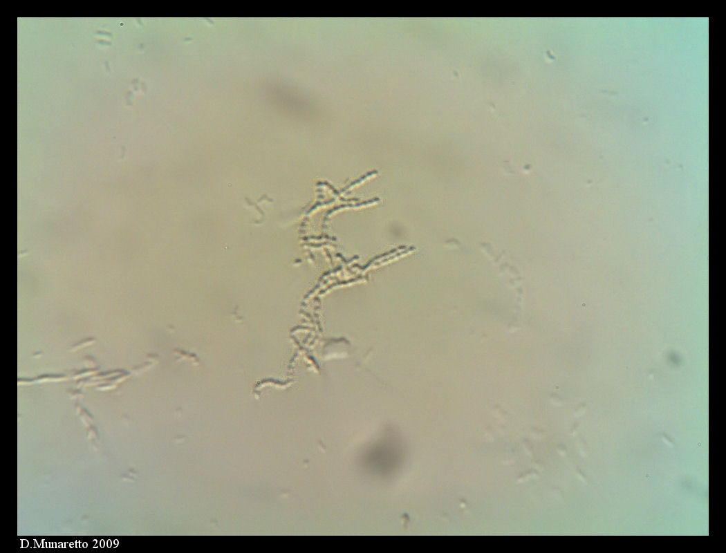 Dinoflagellati