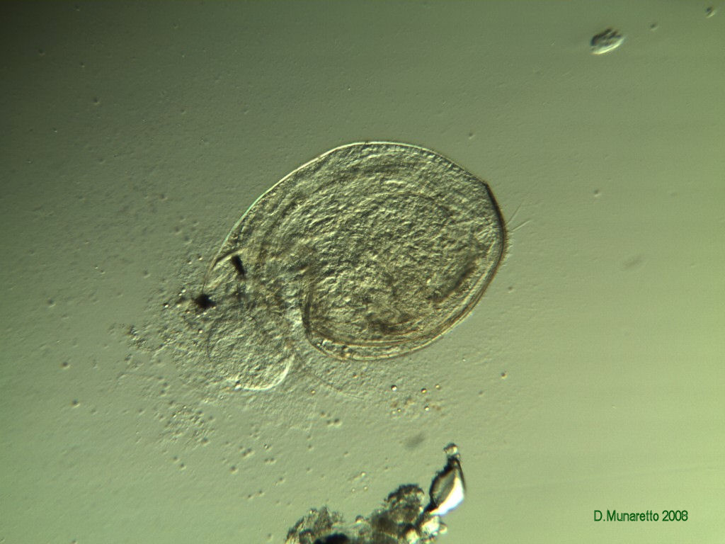 Pulce d''acqua per ENTOMO e SAPIENS