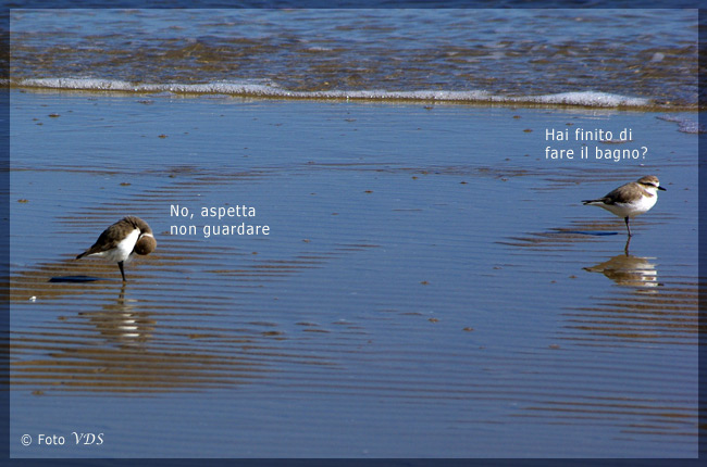 Avifauna humor