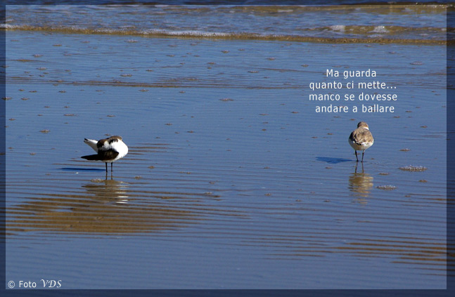 Avifauna humor
