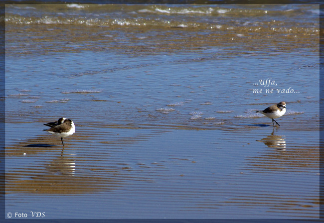 Avifauna humor