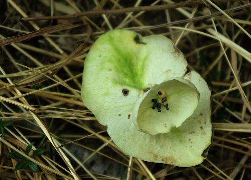 Plantula di Fagus sylvestris