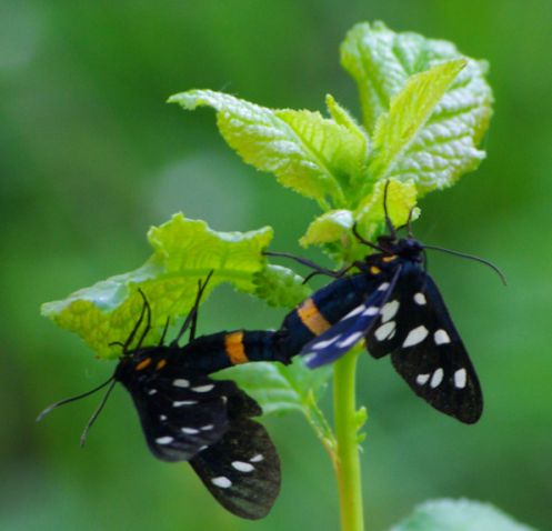 Farfalle in intimit
