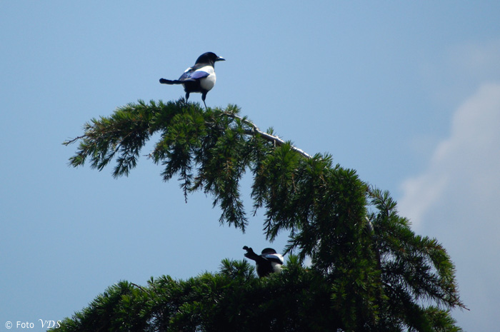 Avifauna humor