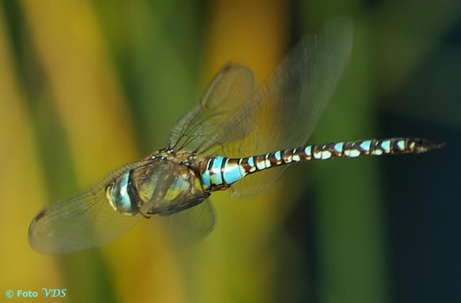 LIBELLULA da identificare - Aeshna mixta