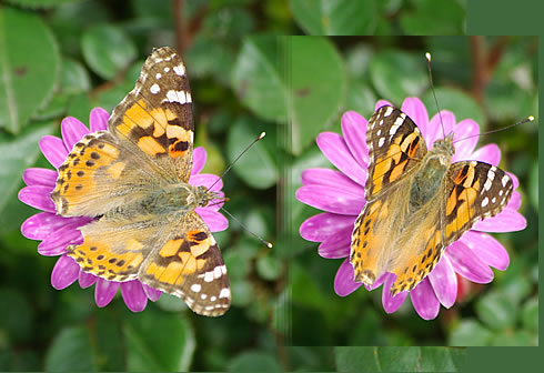 Farfalle: Vanessa cardui (vanessa del cardo)