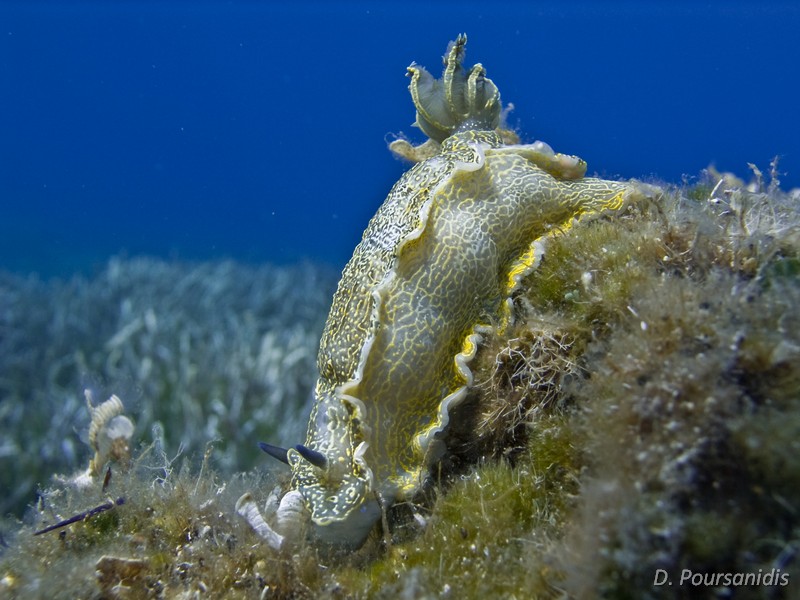 Hypselodoris picta (Schultz in Philippi, 1836)