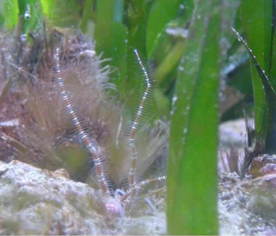 Ophiothrix fragilis (dal Liceo Scientifico Dini di Pisa)