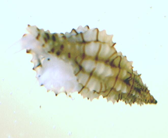 Raphitoma linearis