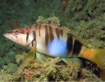 Epinephelus costae (Dotto o Cernia dorata)