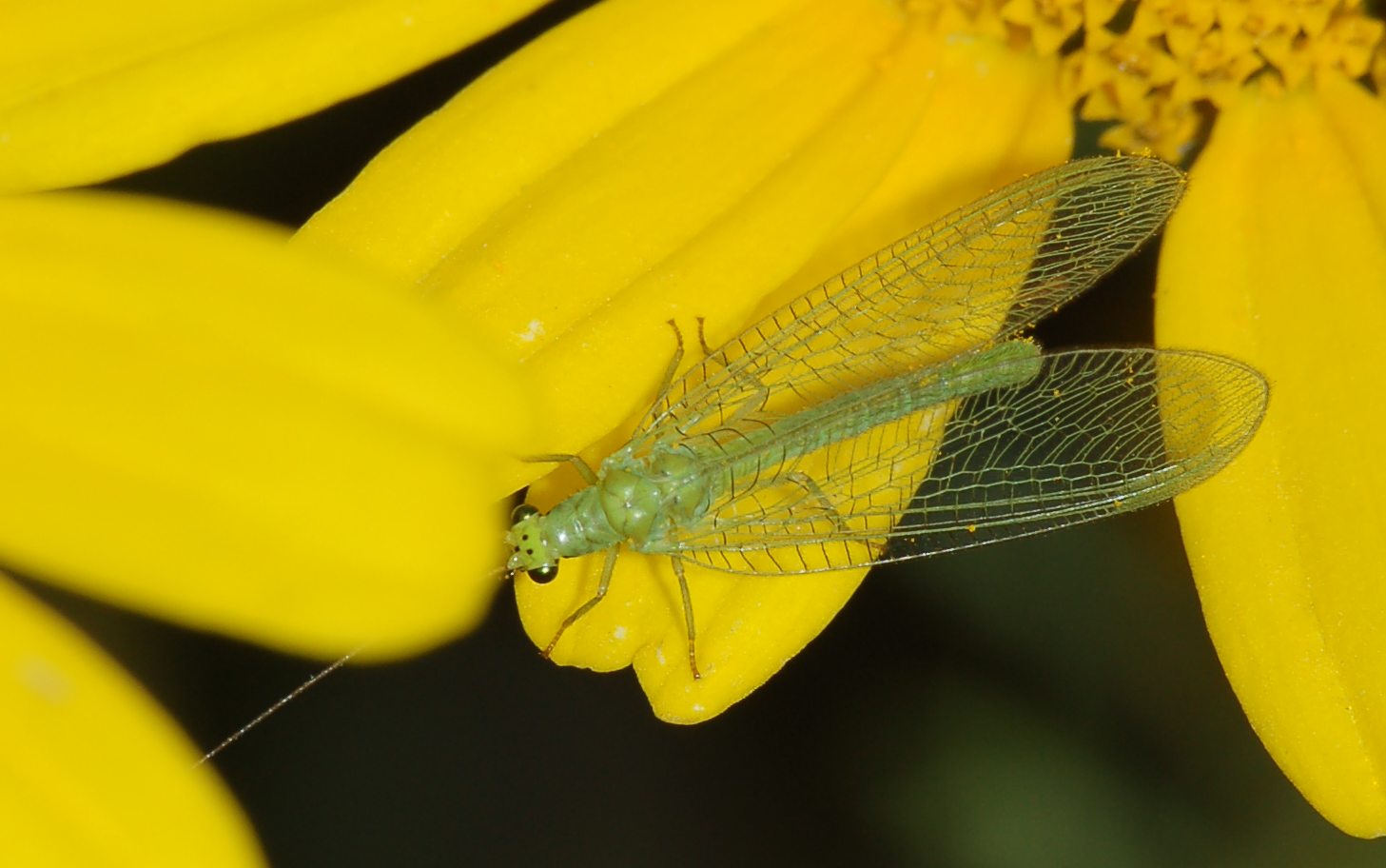 Chrysopa formosa