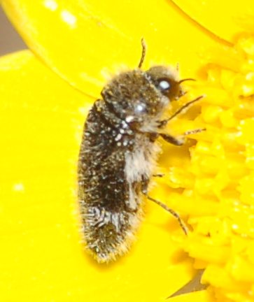 Identificazione coleottero incognito
