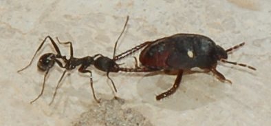 Formiche Aphaenogaster che predano un eterottero (Cydnidae?)