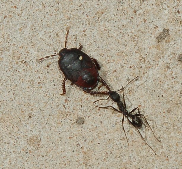 Formiche Aphaenogaster che predano un eterottero (Cydnidae?)