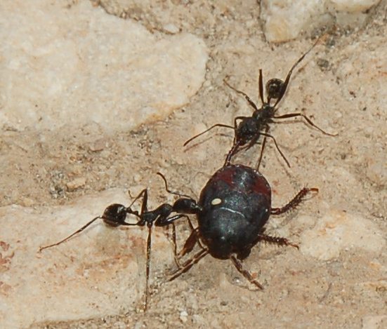 Formiche Aphaenogaster che predano un eterottero (Cydnidae?)