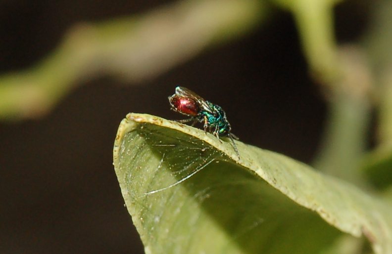 help identificazione: Philoctetes punctulatus