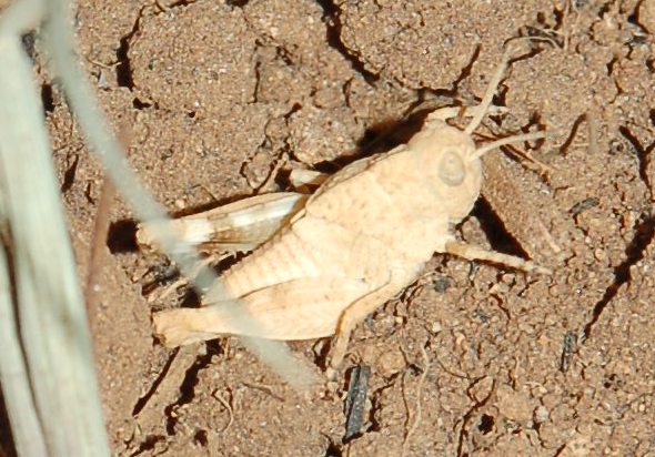Cavalletta piccola da identificare: giovane Oedipoda sp.