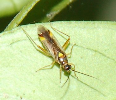 Miridae: Campyloneura virgula della Sicilia (Ragusa)