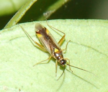 Miridae: Campyloneura virgula della Sicilia (Ragusa)