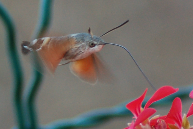 Macroglossum stellatarum