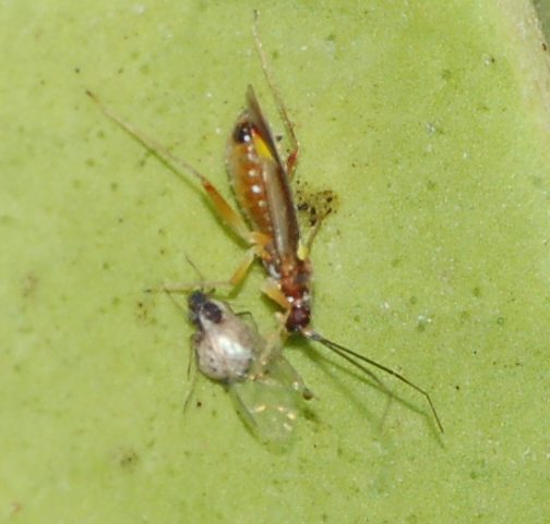 Miridae: Campyloneura virgula della Sicilia (Ragusa)