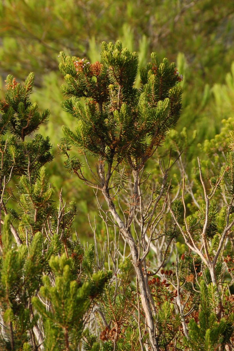 Erica multiflora / Erica multiflora