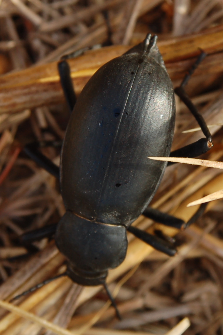 bel coleottero nero