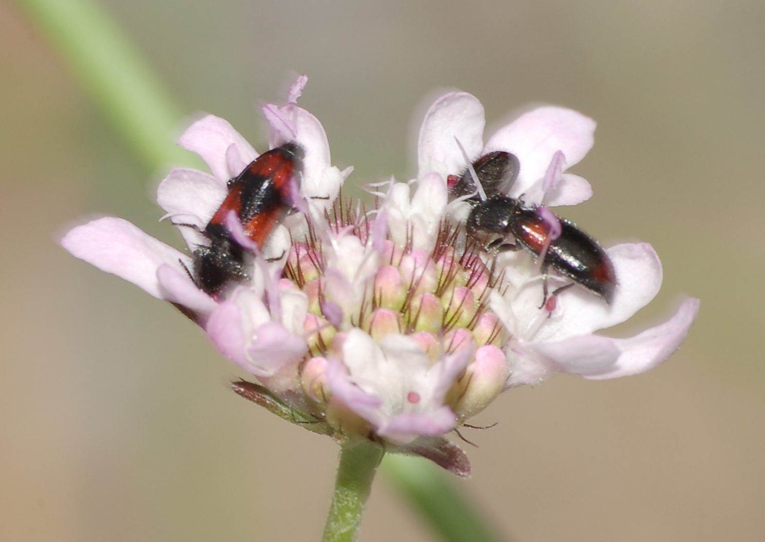 Identificazione, Sicilia, maggio, coleotteri in quantit.