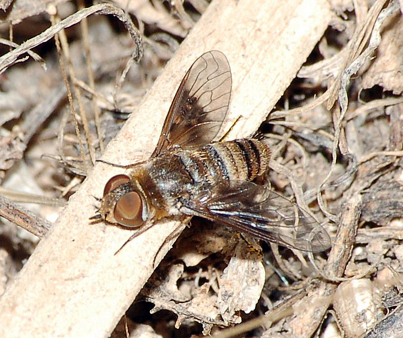 Thyridanthrax cf. elegans (Bombyliidae)