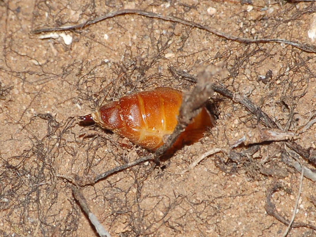 identificazione: femmina di Cebrio melanocephalus!!!!!