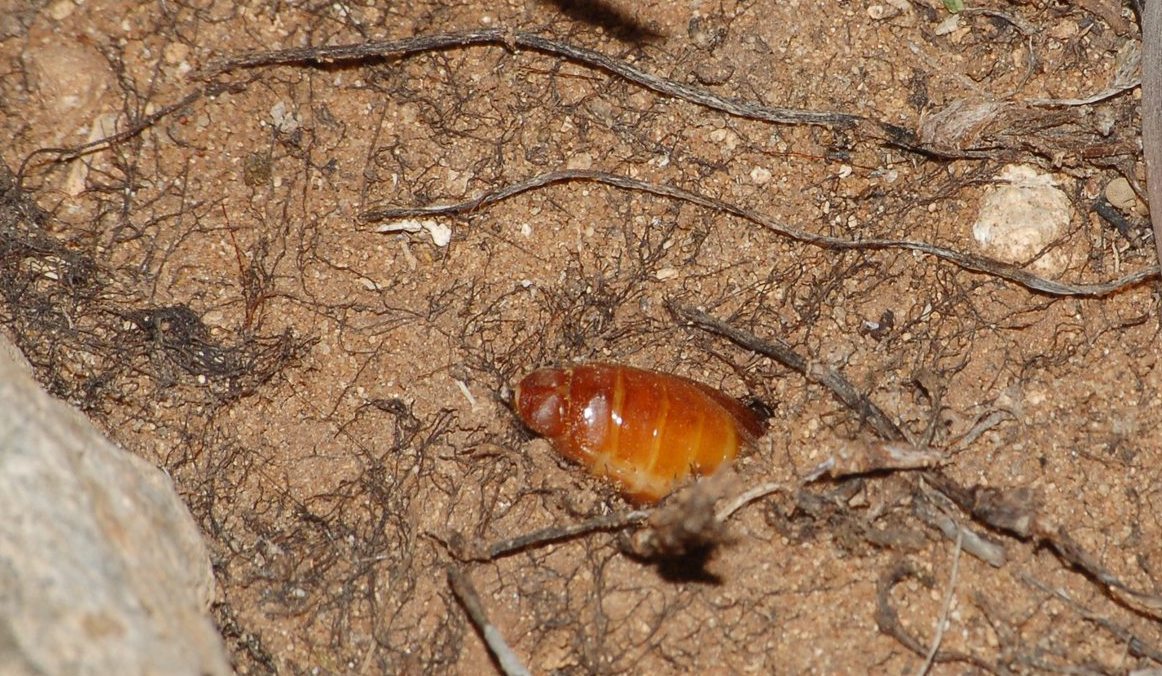 identificazione: femmina di Cebrio melanocephalus!!!!!