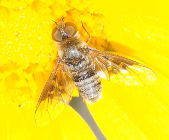 Thyridanthrax cf. elegans (Bombyliidae)