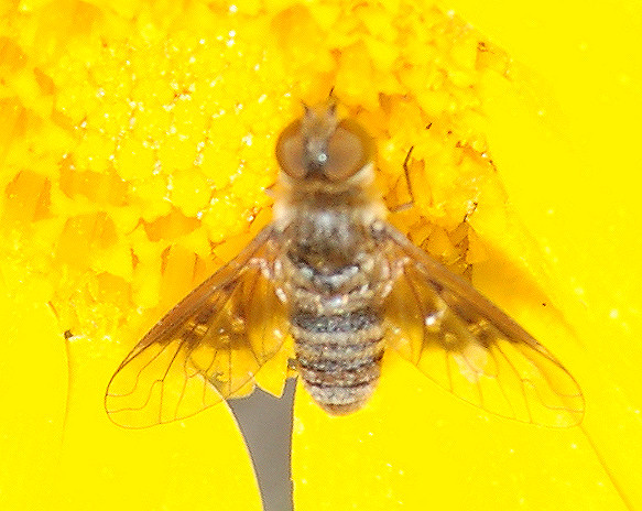 Thyridanthrax cf. elegans (Bombyliidae)