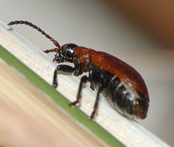 Identificazione, Sicilia, mese di giugno