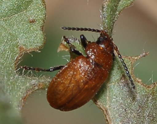 Identificazione, Sicilia, mese di giugno