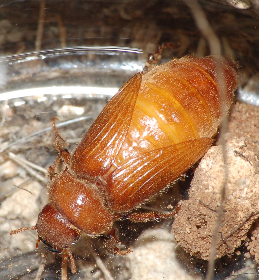 identificazione: femmina di Cebrio melanocephalus!!!!!