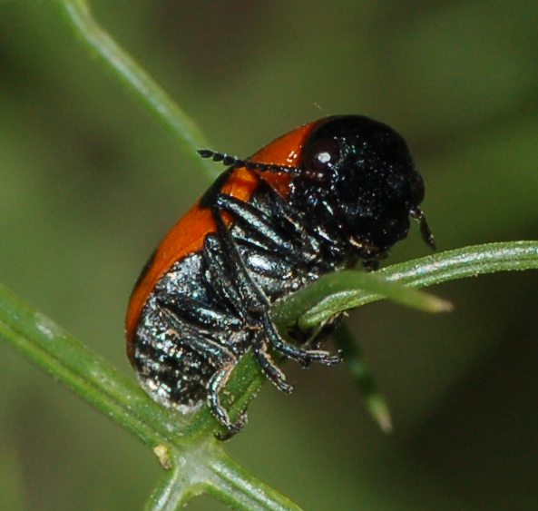 Coptocephala scopolina, Chrysomelidae