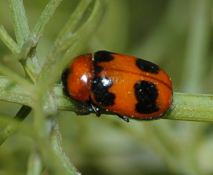 Coptocephala scopolina, Chrysomelidae