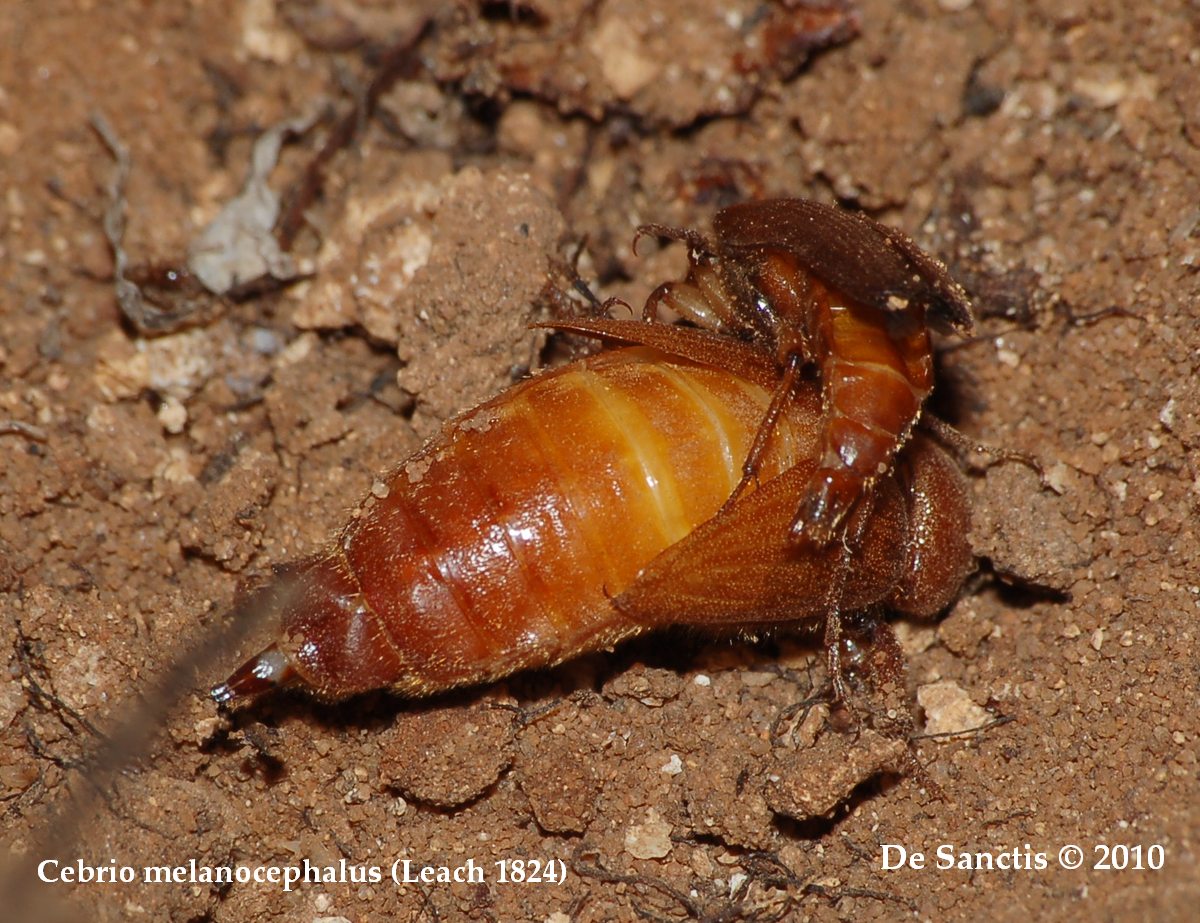 identificazione: femmina di Cebrio melanocephalus!!!!!