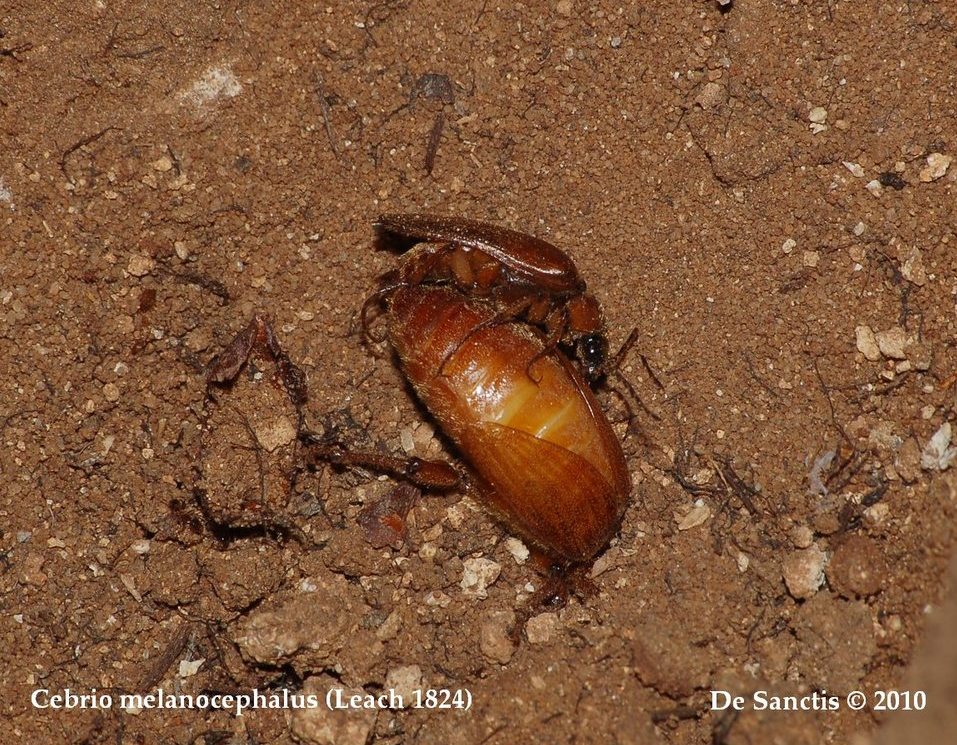 identificazione: femmina di Cebrio melanocephalus!!!!!